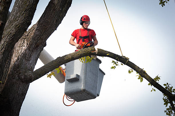 The Steps Involved in Our Tree Care Process in Carmel By The Sea, CA